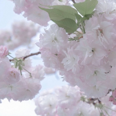 辽宁FurryQQ群介绍